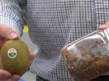 Video: Transforming kiwifruit waste into biospifes