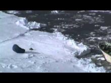 Video: RNZAF aid the stricken fishing vessel Sparta stranded on the Ross Sea Ice Shelf
