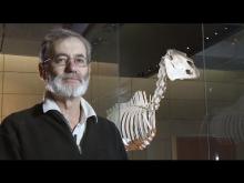 Video: Phar Lap preparation for Melbourne Museum loan
