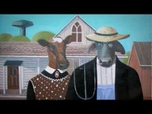 Video: Incorrig-a-bull Bulls - Roadside Stories