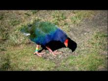 Video: Kapiti Island - warriors, whales and wildlife - Roadside Stories