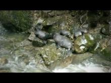 Video: Marine life at Kaikōura - Roadside Stories