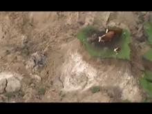Video: Cows stranded on ‘island’ after New Zealand earthquake – aerial video