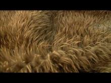 Video: Feather signatures - Tales from Te Papa episode 17