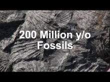 Video showing 200 million year old fossils