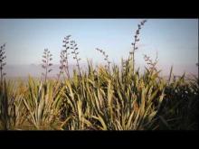 Flax bushes at Foxton