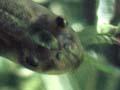 Tadpole