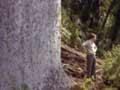 The kauri tree 