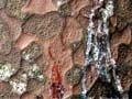 Bark and gum 
