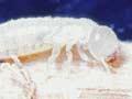Native termite