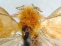 Pollen-eating moth