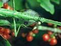 Green stick insect