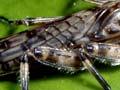 Stonefly