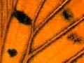 Copper butterfly