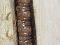 Tunnelling pūriri moth caterpillar 
