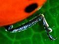 Eleven-spotted ladybird