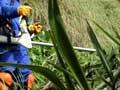 Removing flax, South Atlantic