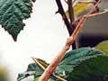 Stick insect in Britain