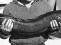 A 16-kilo longfin