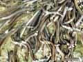 Elvers, Karāpiro spillway