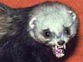 Three mustelids