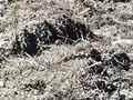 Pig rooting, Wairau valley 