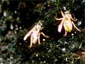 German wasps
