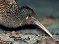 Stewart Island tokoeka