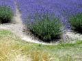 Grapevines and lavender, Waipara
