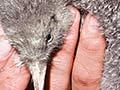 Little spotted kiwi chick