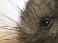 Recovering after a stoat attack