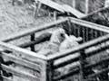 Sheep-washing yards, Longbeach