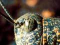 Alpine grasshopper