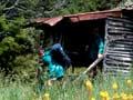 Chaffey Hut, Cobb valley 