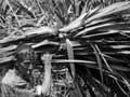 Flax milling 
