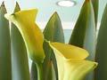 Flower arrangement