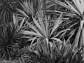 Cabbage tree