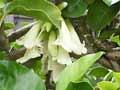 <em>Tecomanthe speciosa</em>