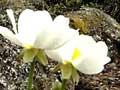 Mt Cook lily