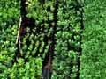 Plant nursery, Tiritiri Matangi, 1988 