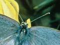Long-tailed blue butterfly