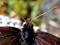 Alpine butterfly 