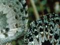 Boulder butterfly pair