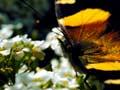 Yellow admiral butterfly