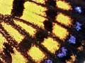Copper butterfly