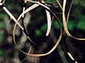 Snared kererū