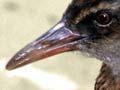 Stewart Island weka on beach