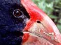 Takahē