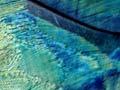 Takahē plumage