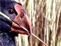 Young takahē feeding 